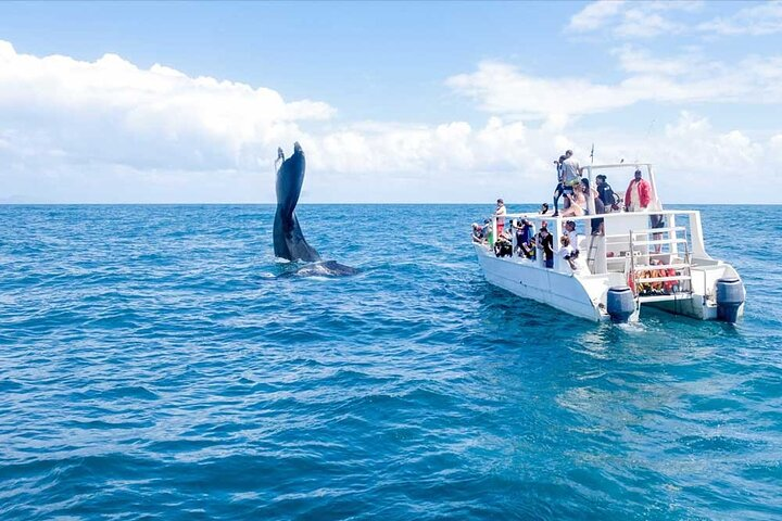 Whale Watching Tour in Samana - Photo 1 of 6